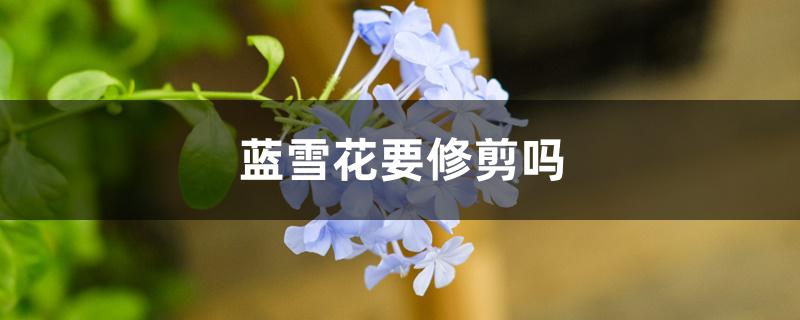 蓝雪花要修剪吗 蓝雪花要修剪吗