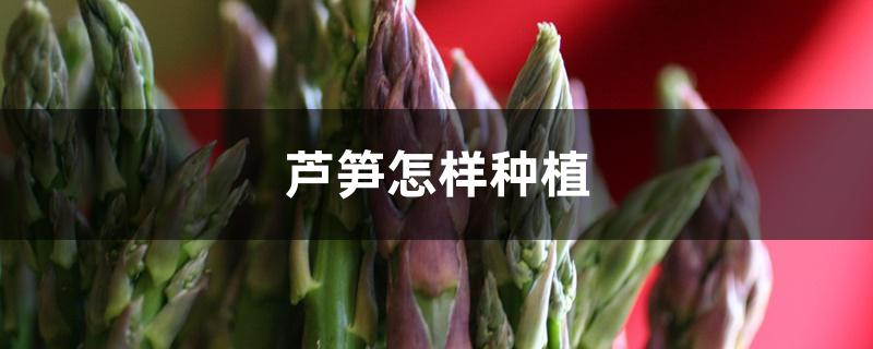 芦笋怎样种植 芦笋怎样种植