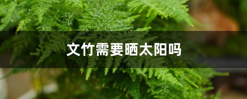 文竹需要晒太阳吗 文竹需要晒太阳吗