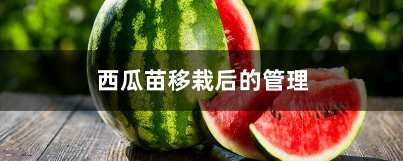 西瓜苗移栽后的管理 西瓜苗移栽后的管理