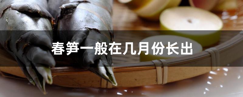 春笋一般在几月份长出 春笋一般在几月份长出