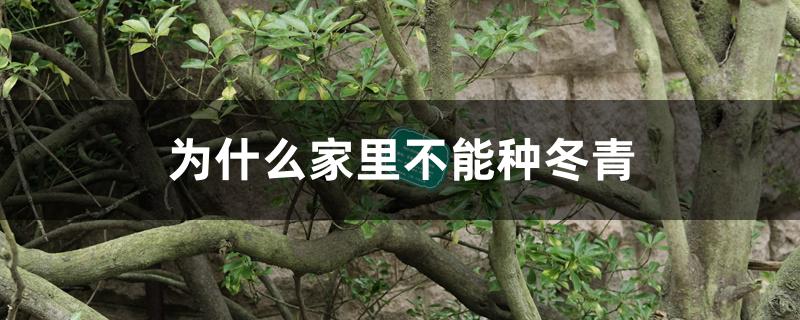 为什么家里不能种冬青 为什么家里不能种冬青