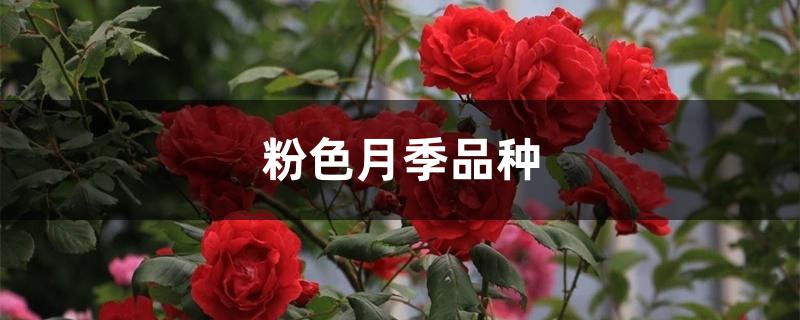 粉色月季品种 粉色月季品种