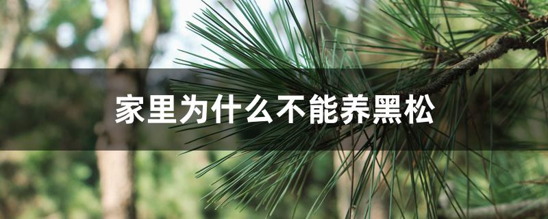 家里为什么不能养黑松 家里为什么不能养黑松