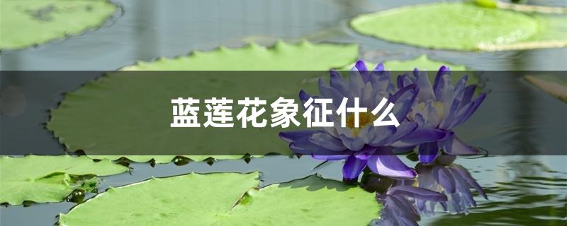 蓝莲花象征什么 蓝莲花象征什么