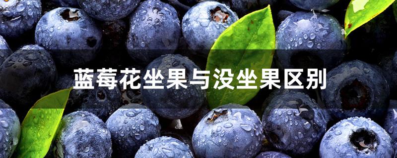 蓝莓花坐果与没坐果区别 蓝莓花坐果与没坐果区别
