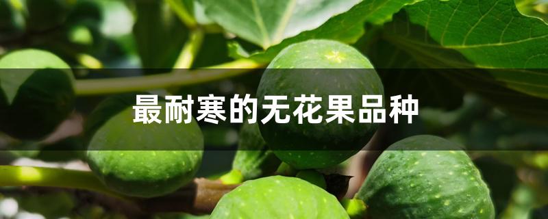最耐寒的无花果品种 最耐寒的无花果品种