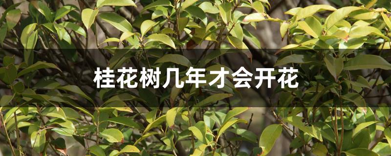 桂花树几年才会开花 桂花树几年才会开花