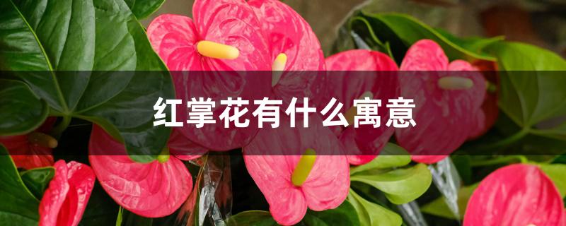 红掌花有什么寓意 红掌花有什么寓意