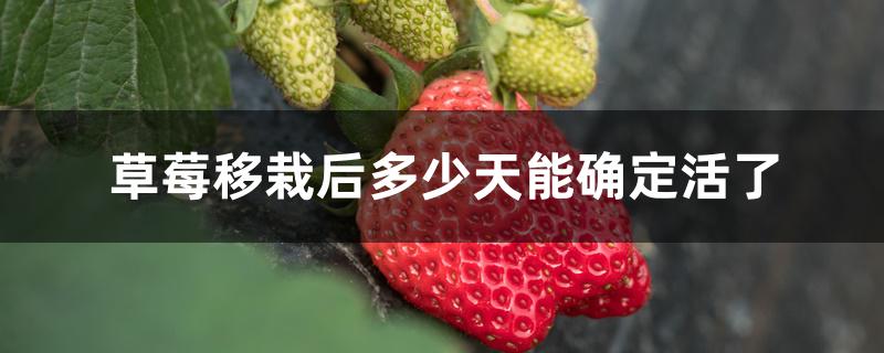 草莓移栽后多少天能确定活了 草莓移栽后多少天能确定活了