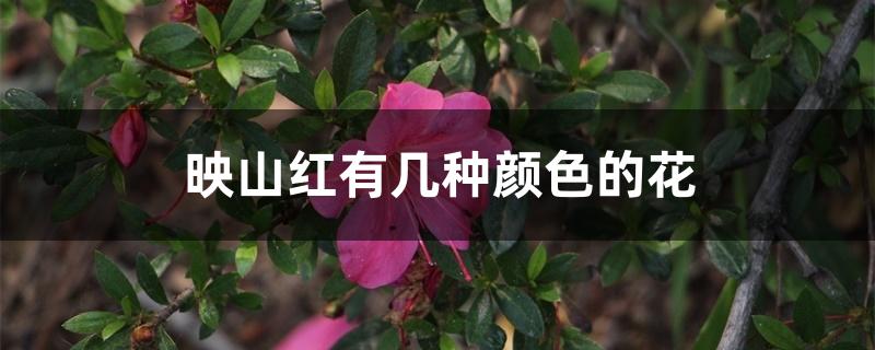映山红有几种颜色的花 映山红有几种颜色的花
