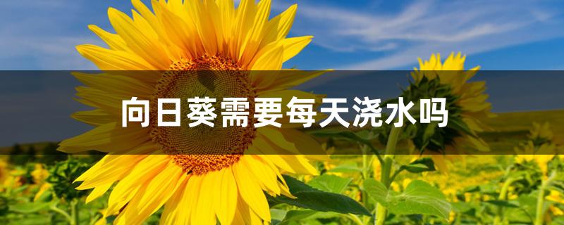 向日葵需要每天浇水吗 向日葵需要每天浇水吗