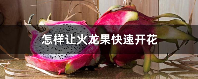 怎样让火龙果快速开花