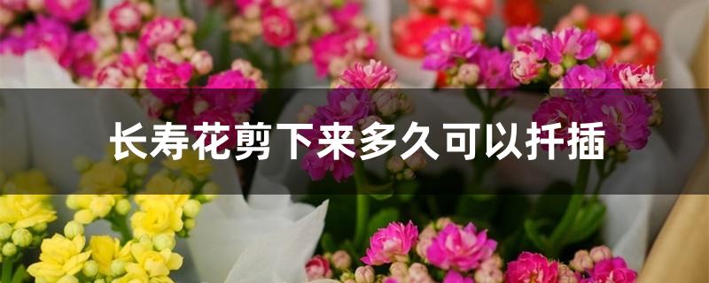 长寿花剪下来多久可以扦插 长寿花剪下来多久可以扦插