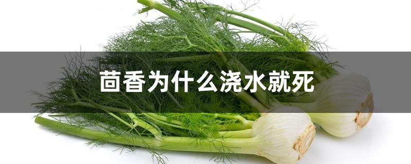 茴香为什么浇水就死 茴香为什么浇水就死