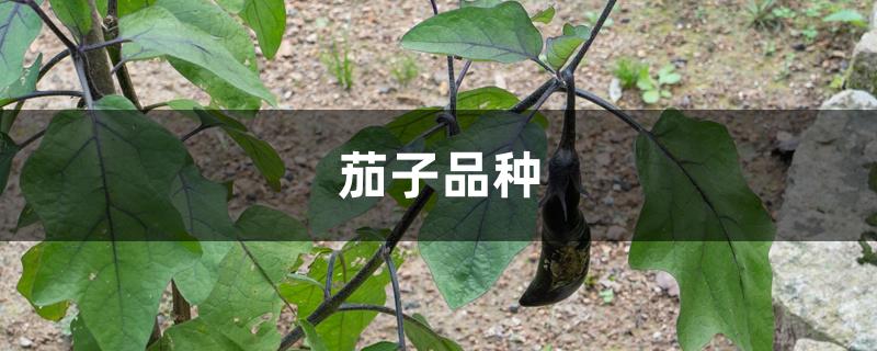 茄子品种 茄子品种