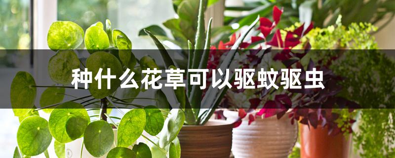 种什么花草可以驱蚊驱虫 种什么花草可以驱蚊驱虫