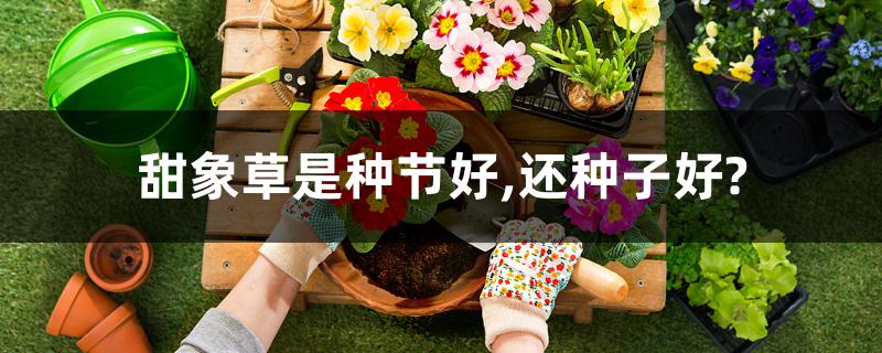 甜象草是种节好,还种子好? 甜象草是种节好,还种子好?
