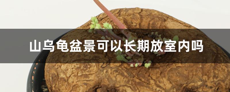 山乌龟盆景可以长期放室内吗 山乌龟盆景可以长期放室内吗