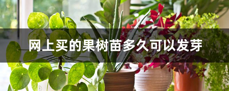 网上买的果树苗多久可以发芽 网上买的果树苗多久可以发芽