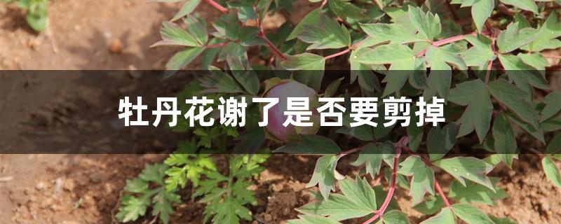 牡丹花谢了是否要剪掉 牡丹花谢了是否要剪掉