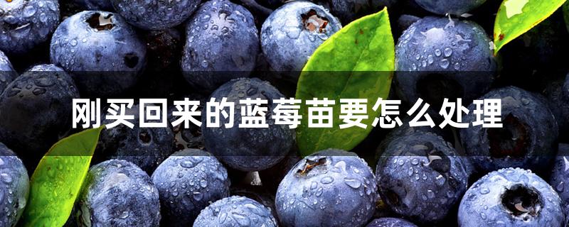 刚买回来的蓝莓苗要怎么处理 刚买回来的蓝莓苗要怎么处理