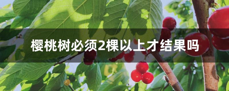 樱桃树必须2棵以上才结果吗 樱桃树必须2棵以上才结果吗