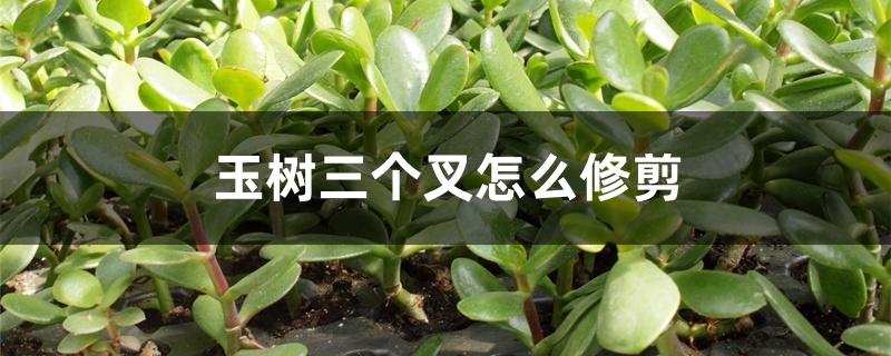 玉树三个叉怎么修剪 玉树三个叉怎么修剪