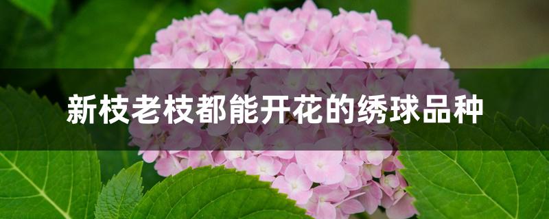 新枝老枝都能开花的绣球品种 新枝老枝都能开花的绣球品种