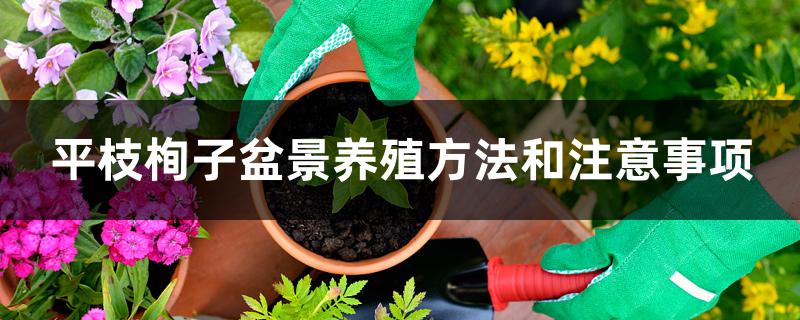 平枝栒子盆景养殖方法和注意事项 平枝栒子盆景养殖方法和注意事项