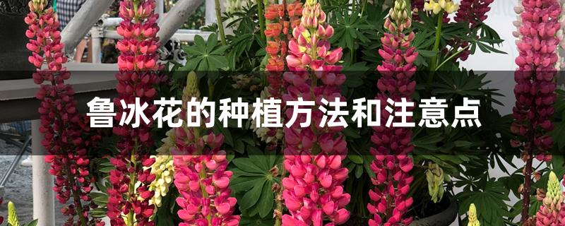 鲁冰花的种植方法和注意点 鲁冰花的种植方法和注意点
