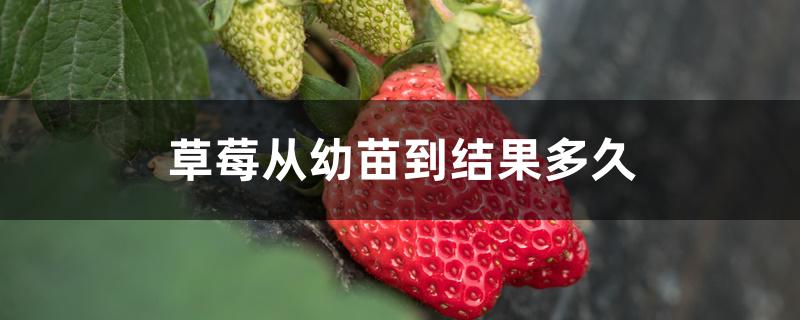 草莓从幼苗到结果多久 草莓从幼苗到结果多久