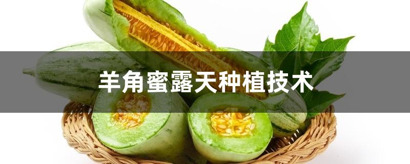 羊角蜜露天种植技术 羊角蜜露天种植技术