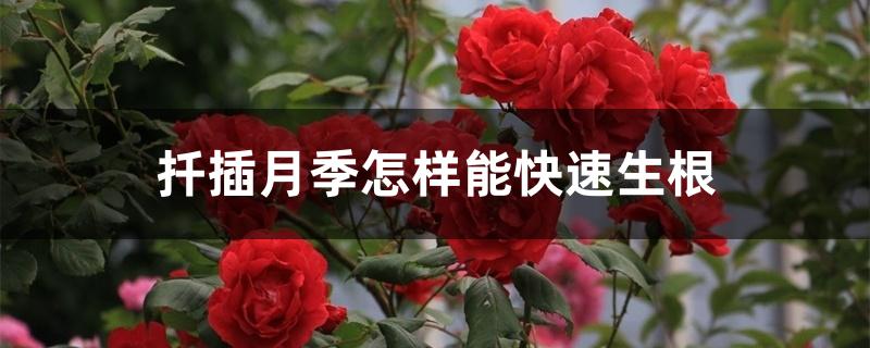 扦插月季怎样能快速生根 扦插月季怎样能快速生根