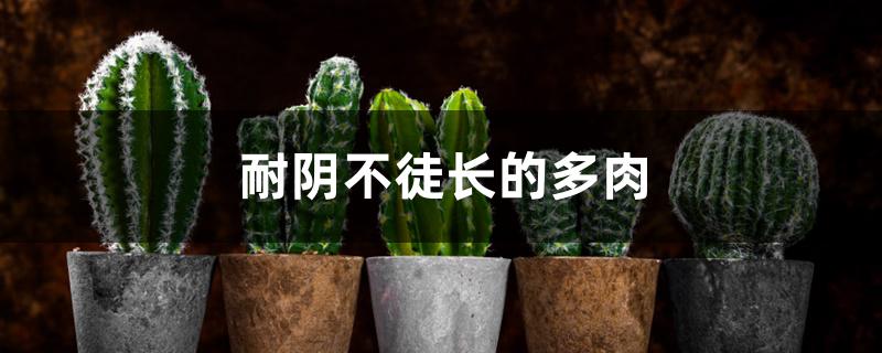 耐阴不徒长的多肉 耐阴不徒长的多肉