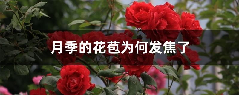 月季的花苞为何发焦了 月季的花苞为何发焦了