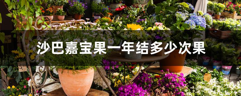 沙巴嘉宝果一年结多少次果 沙巴嘉宝果一年结多少次果