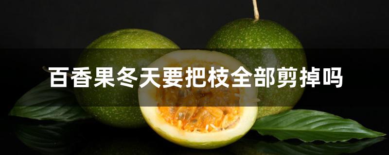 百香果冬天要把枝全部剪掉吗 百香果冬天要把枝全部剪掉吗