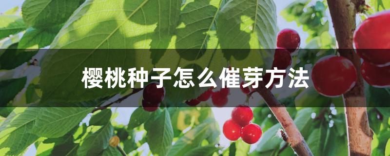 樱桃种子怎么催芽方法 樱桃种子怎么催芽方法