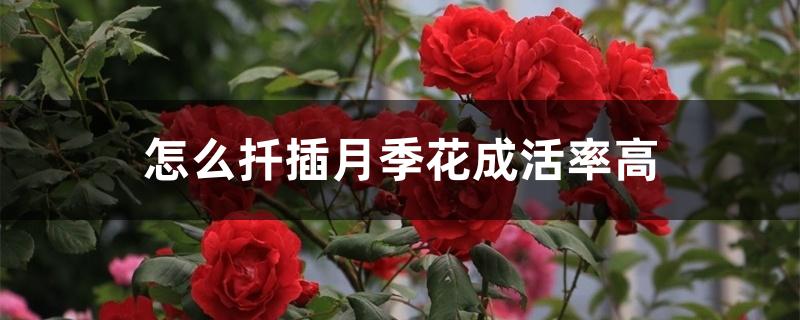 怎么扦插月季花成活率高 怎么扦插月季花成活率高