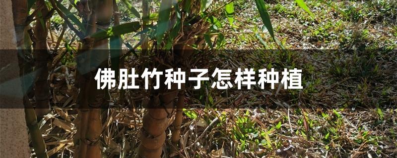 佛肚竹种子怎样种植 佛肚竹种子怎样种植