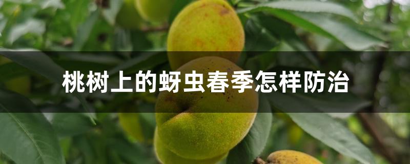 桃树上的蚜虫春季怎样防治 桃树上的蚜虫春季怎样防治