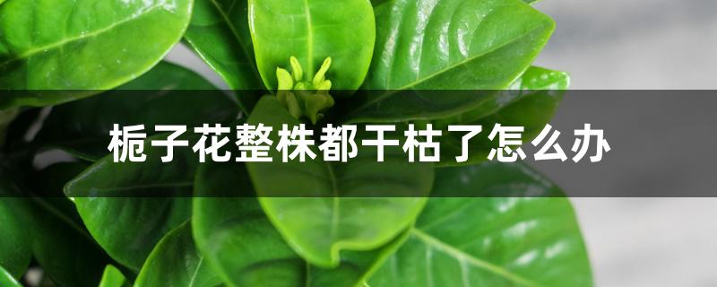 栀子花整株都干枯了怎么办 栀子花整株都干枯了怎么办
