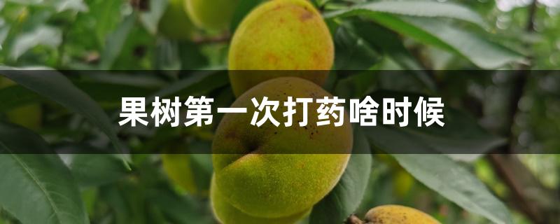 果树第一次打药啥时候 果树第一次打药啥时候