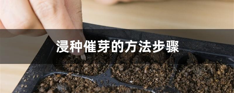 浸种催芽的方法步骤 浸种催芽的方法步骤