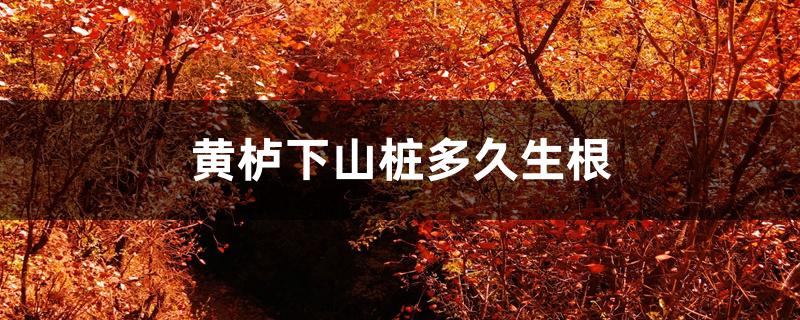 黄栌下山桩多久生根 黄栌下山桩多久生根