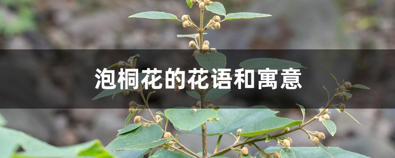 泡桐花的花语和寓意 泡桐花的花语和寓意