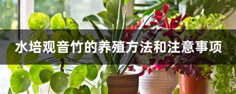 水培观音竹的养殖方法和注意事项 水培观音竹的养殖方法和注意事项