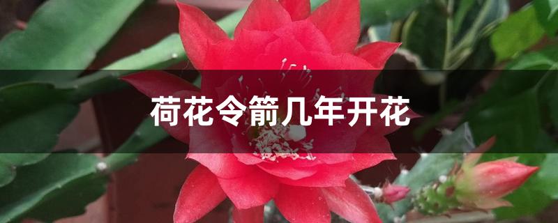 荷花令箭几年开花 荷花令箭几年开花