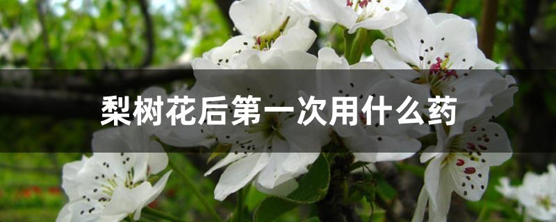 梨树花后第一次用什么药 梨树花后第一次用什么药